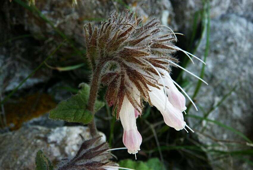 Image of Symphytum davisii subsp. cycladense (Pawl.) W. T. Stearn