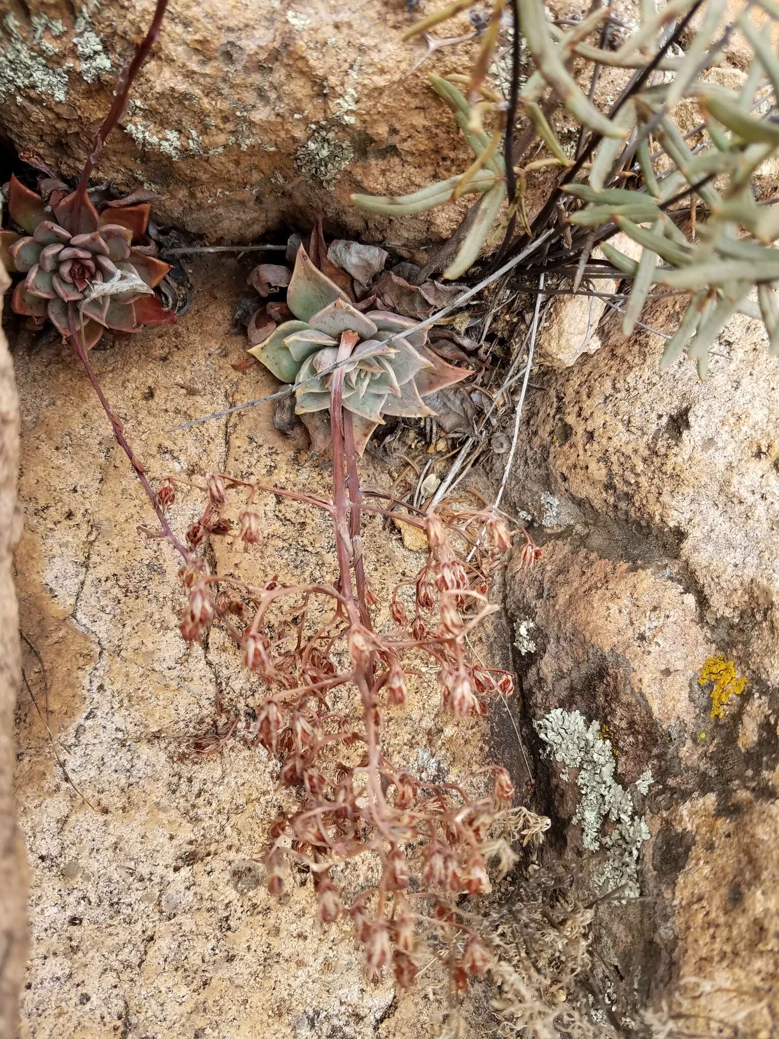 Image of Patagonia Mountain leatherpetal