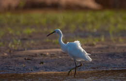 Image of <i>Egretta garzetta dimorpha</i>