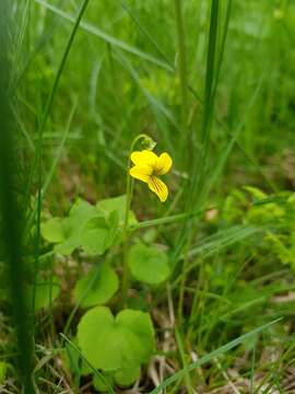 Image of arctic yellow violet