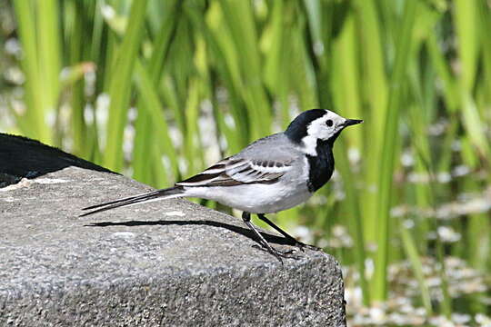 Image of Indian Pied Wagtail