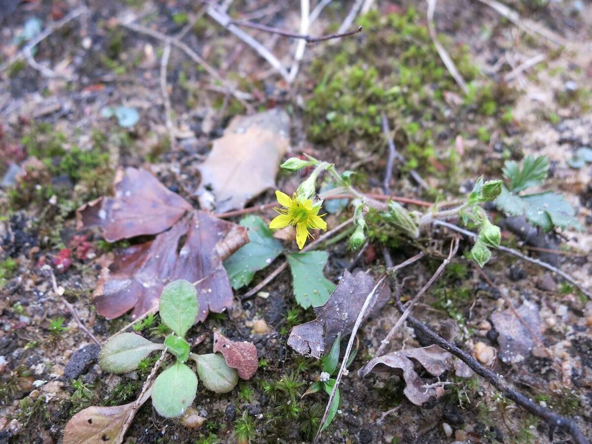 Image of Appalachian barren strawberry