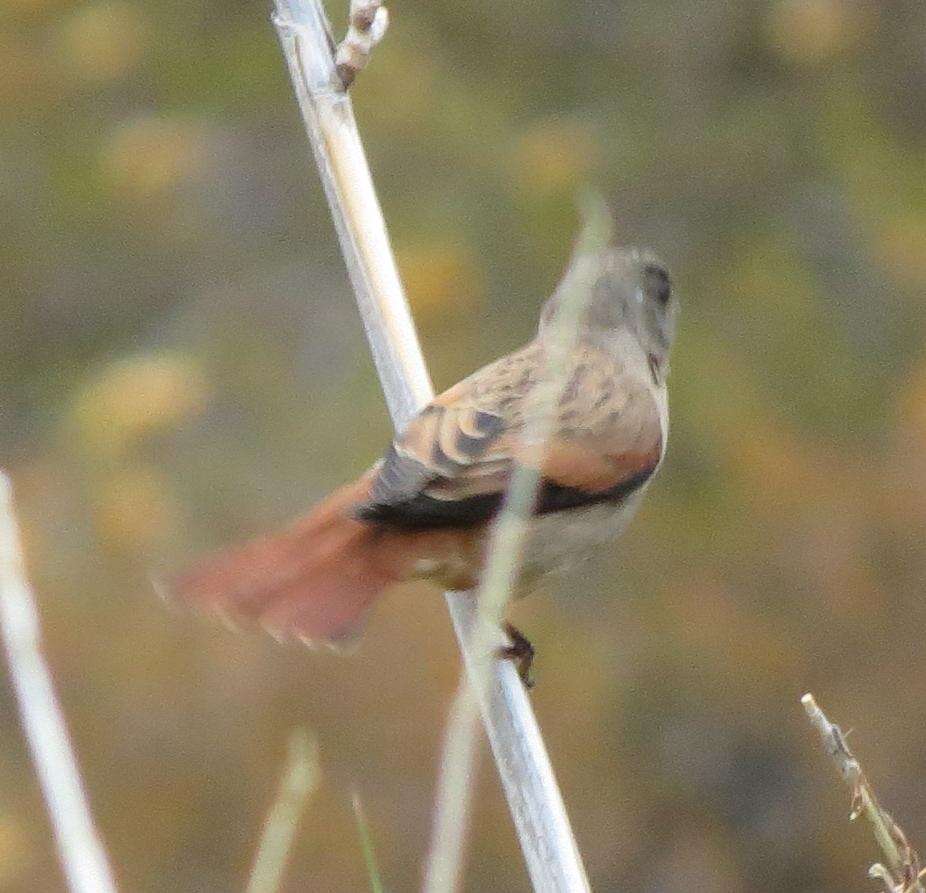 Image of Black-headed Canary