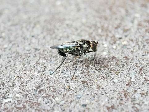 Image of Long-legged fly