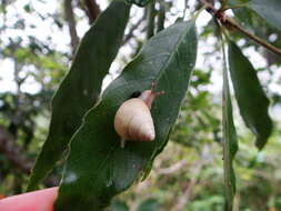 Image of Satsuma luteolella Wu, Hwang & Lin 2008