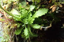 Image of northern primrose