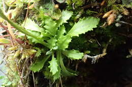 Primula borealis Duby resmi