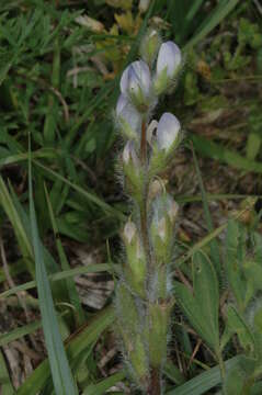 Plancia ëd Lupinus bracteolaris Desr.