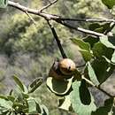 Image of hybrid oak