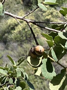 Image of hybrid oak