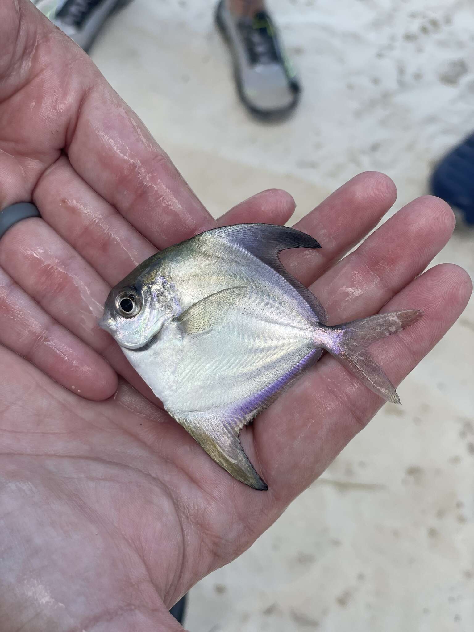 Image of American Harvestfish