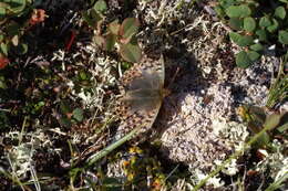 Image of Alaskan Fritillary