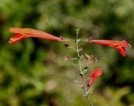 Image of scarlet calamint