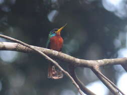 Image of Blue-cheeked Jacamar