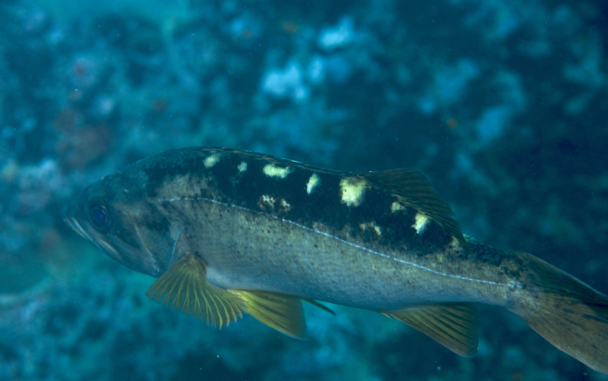 Image of Olive rockfish