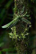 Image of Mystacidium tanganyikense Summerh.