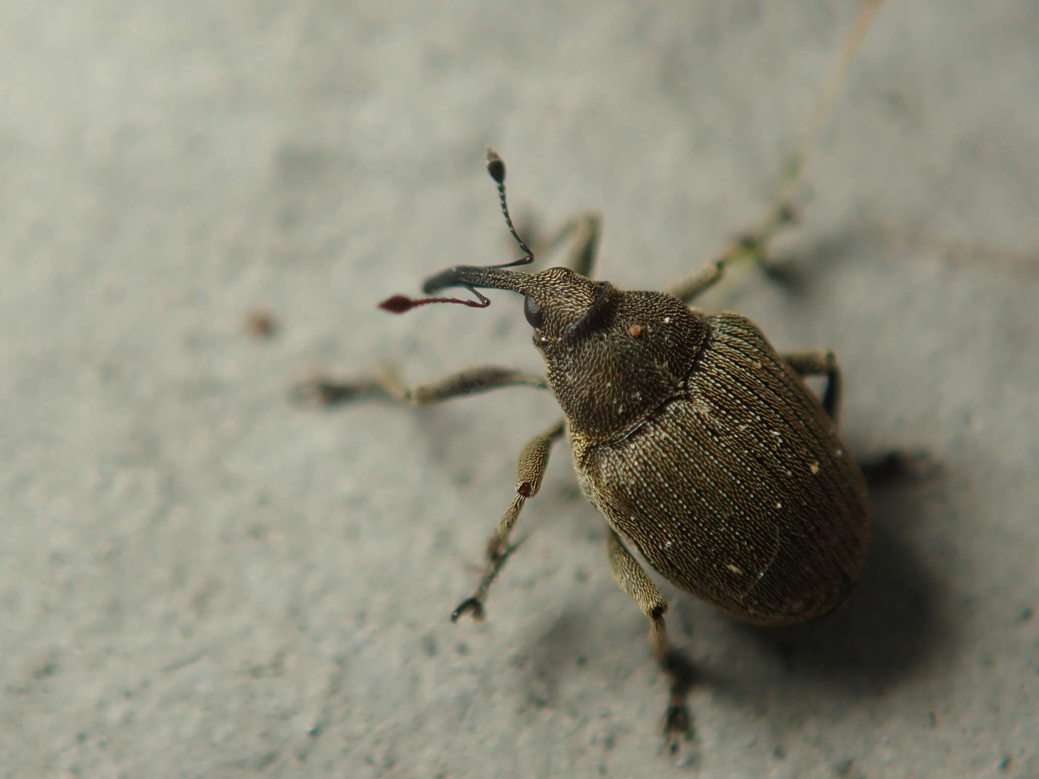 Ceutorhynchus napi Germar 1824 resmi