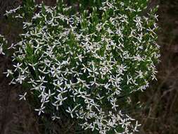 Image de Olearia teretifolia (Sond.) F. Müll.