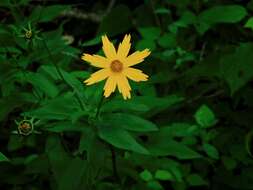 Image de Coreopsis pubescens Elliott