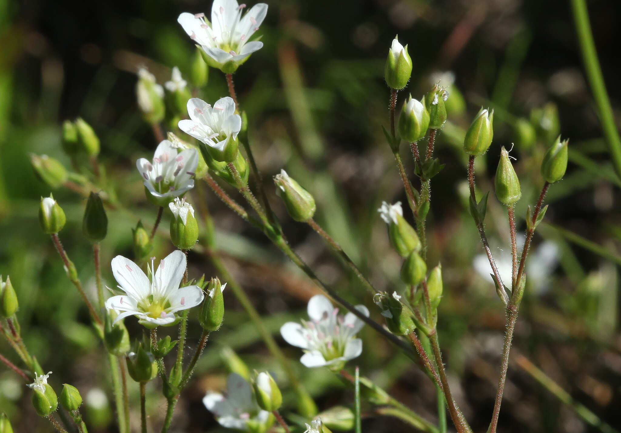 Minuartia hirsuta subsp. oreina Mattf.的圖片