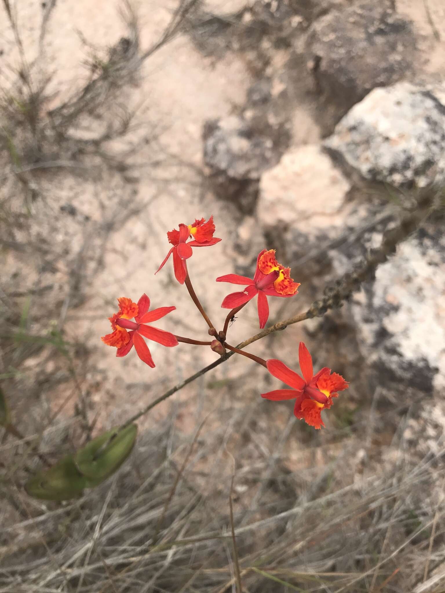 Plancia ëd Epidendrum radicans Pav. ex Lindl.