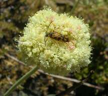 Image of arrowleaf buckwheat