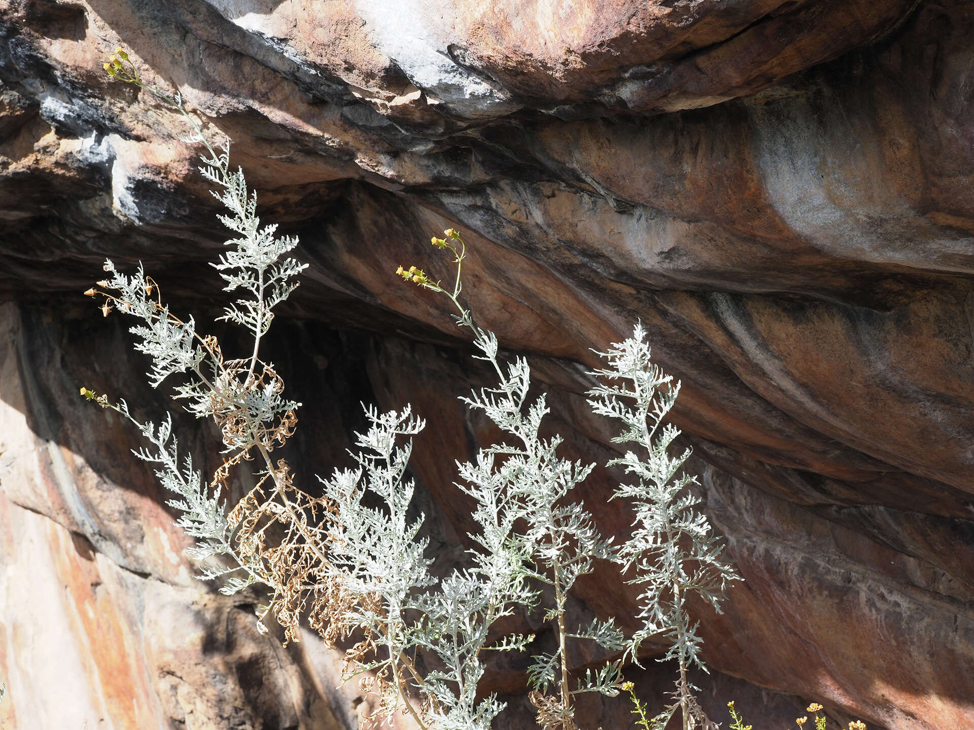 Image of Senecio cinerascens Ait.