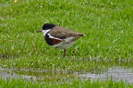 Erythrogonys Gould 1838 resmi