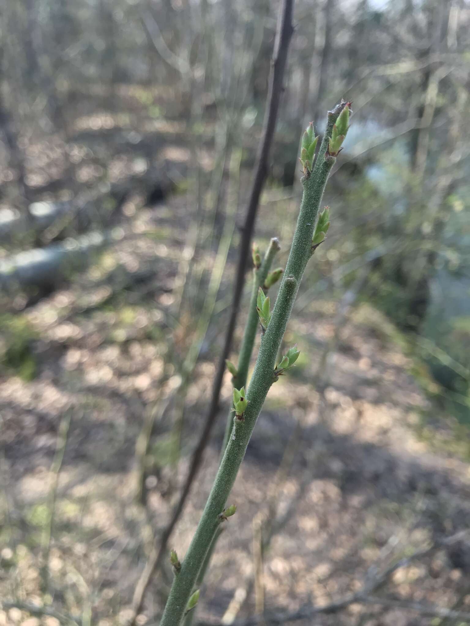 Image of Elliott's blueberry