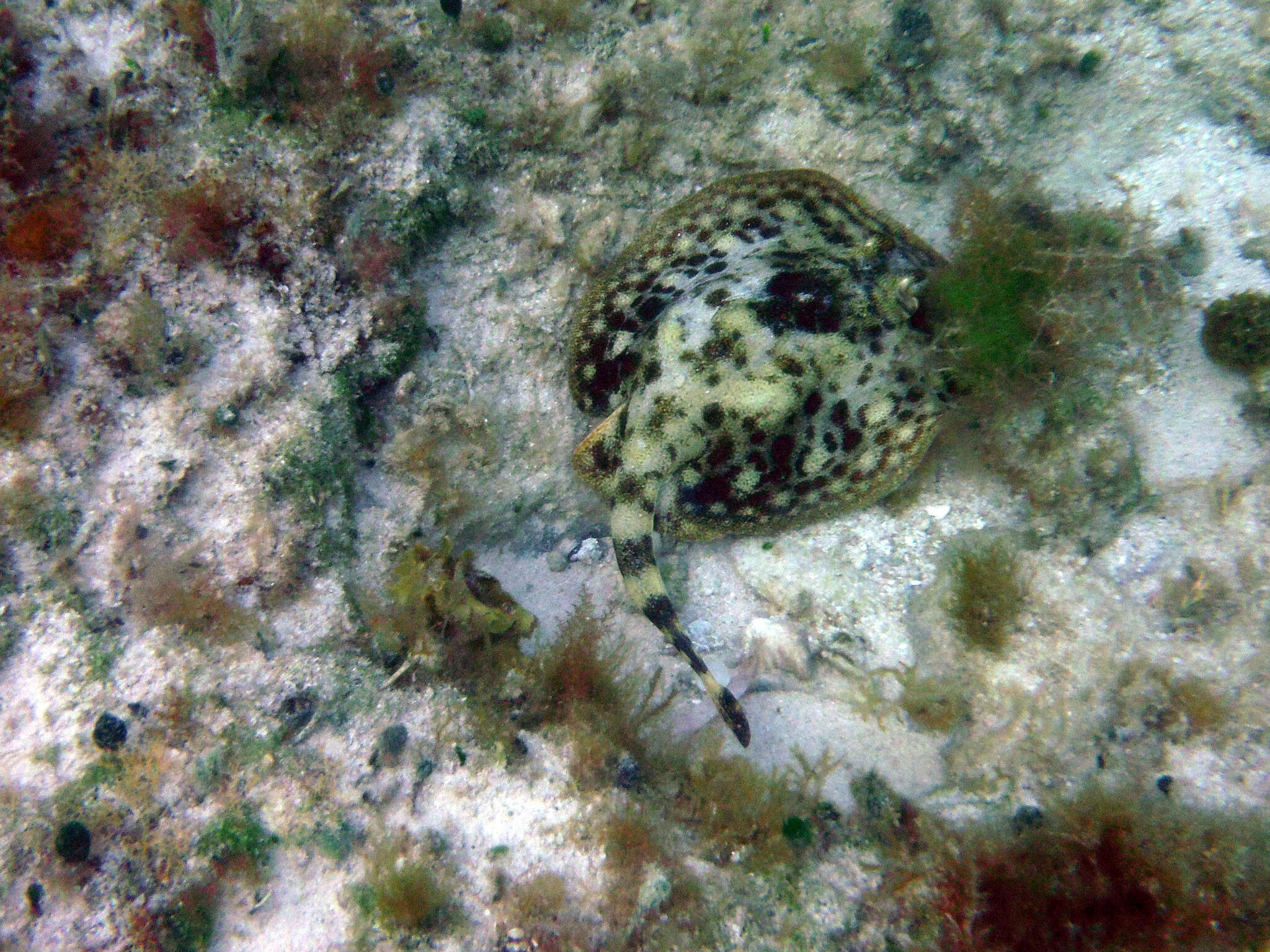 Image of Yellow Stingray