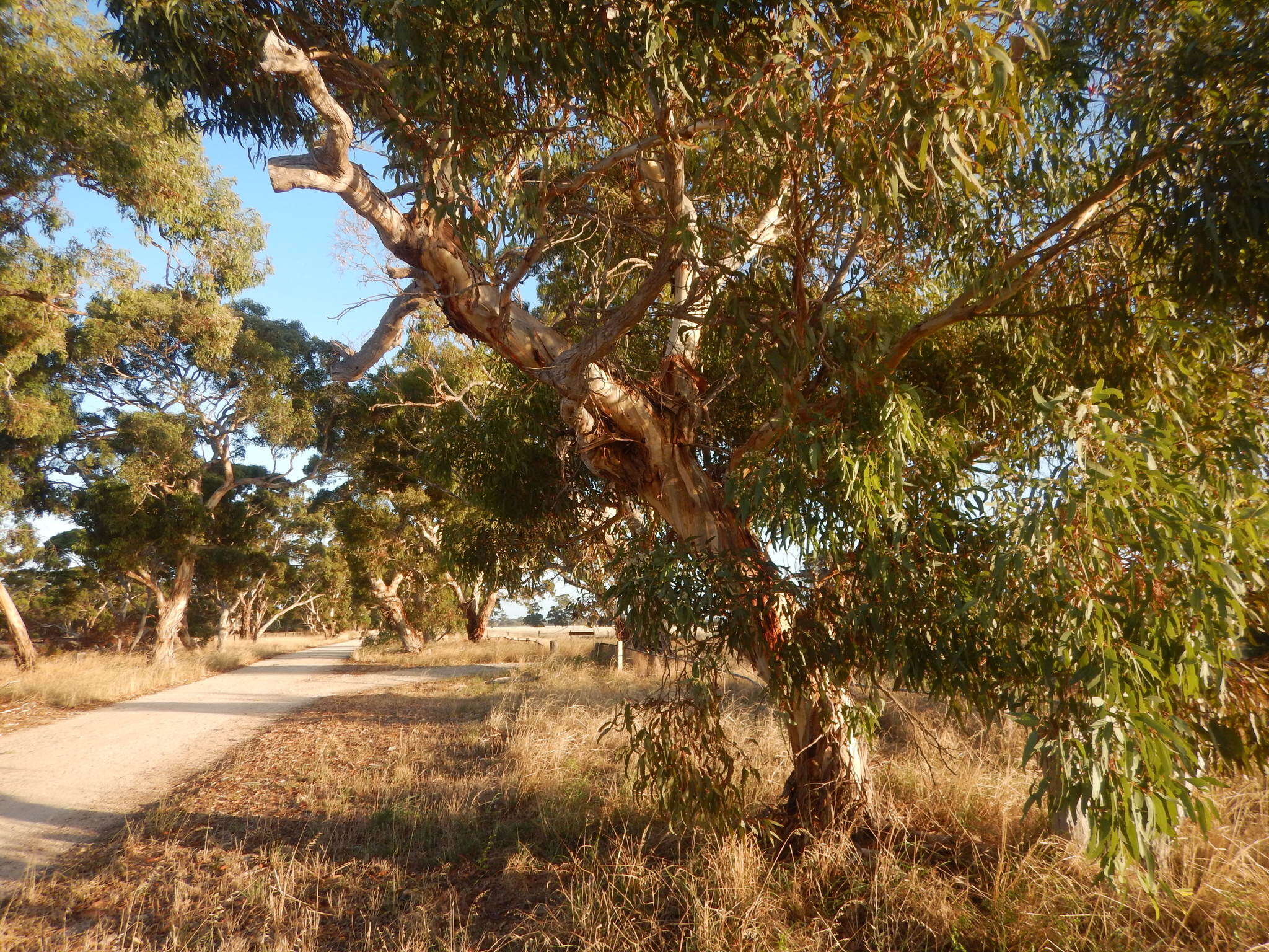 Image of Pink Gum