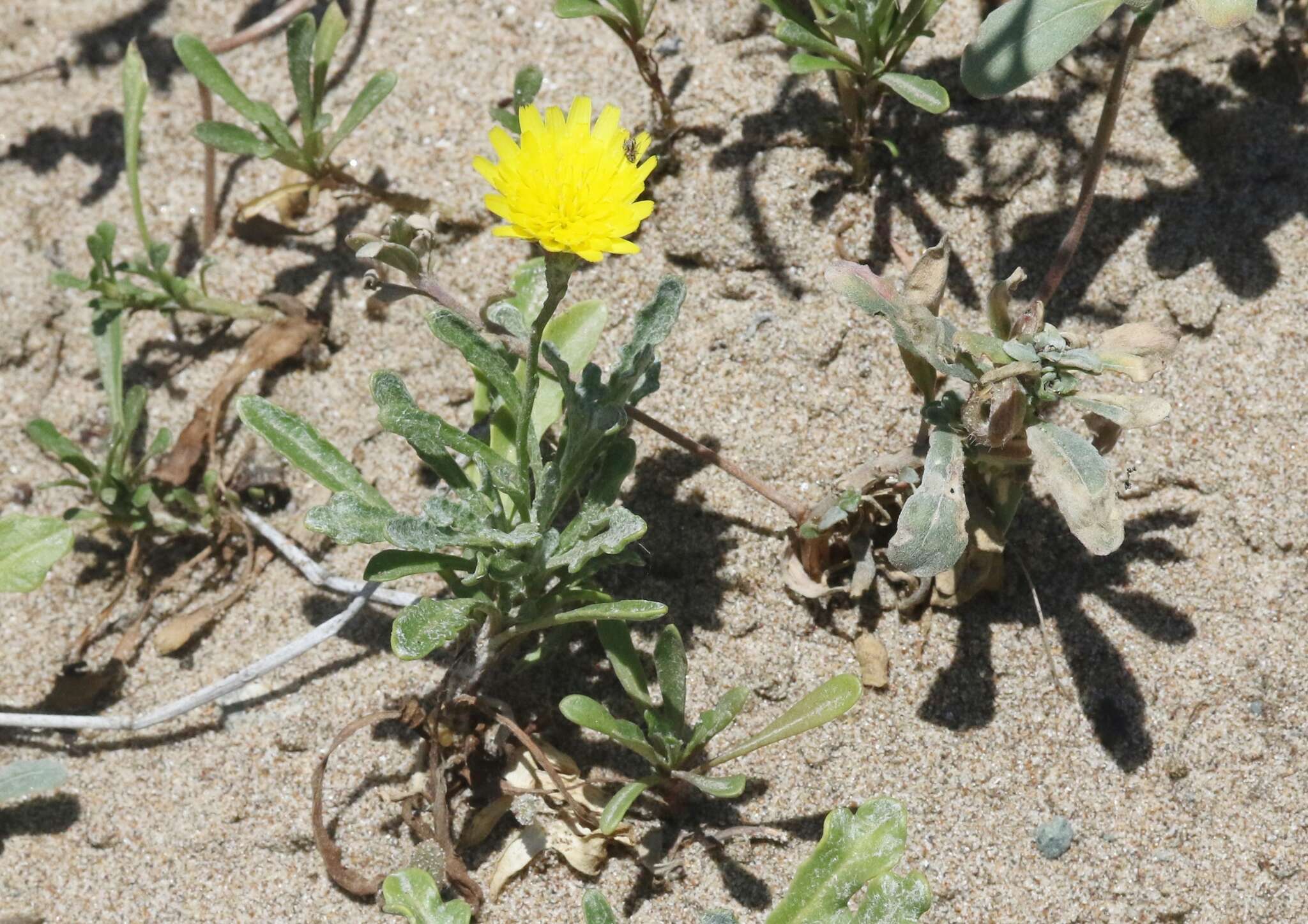 Image de Malacothrix incana (Nutt.) Torr. & A. Gray