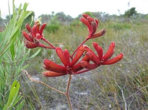 Image of Anigozanthos rufus Labill.