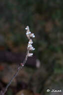 Image of Zeuxine parvifolia (Ridl.) Seidenf.