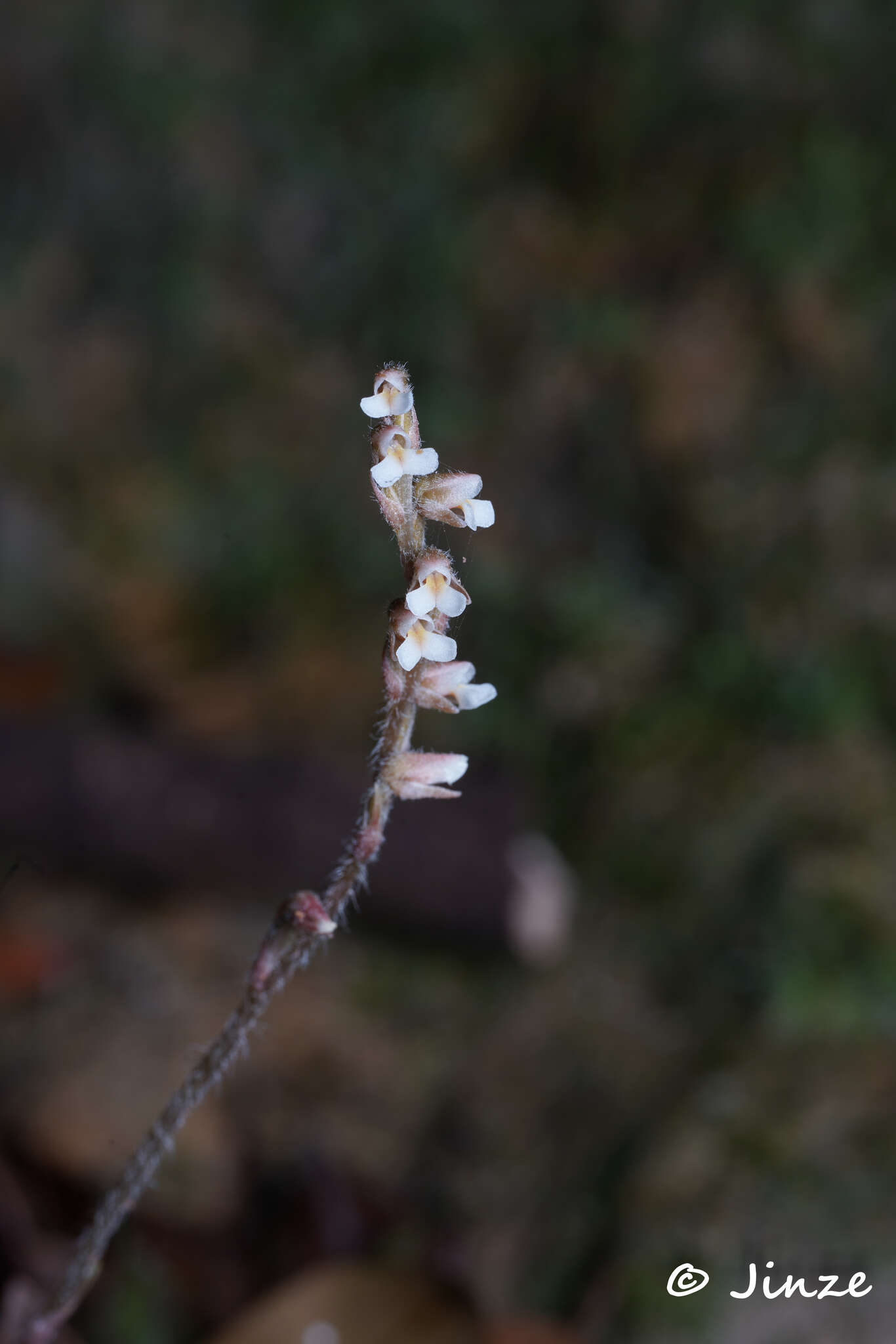 Image of Zeuxine parvifolia (Ridl.) Seidenf.