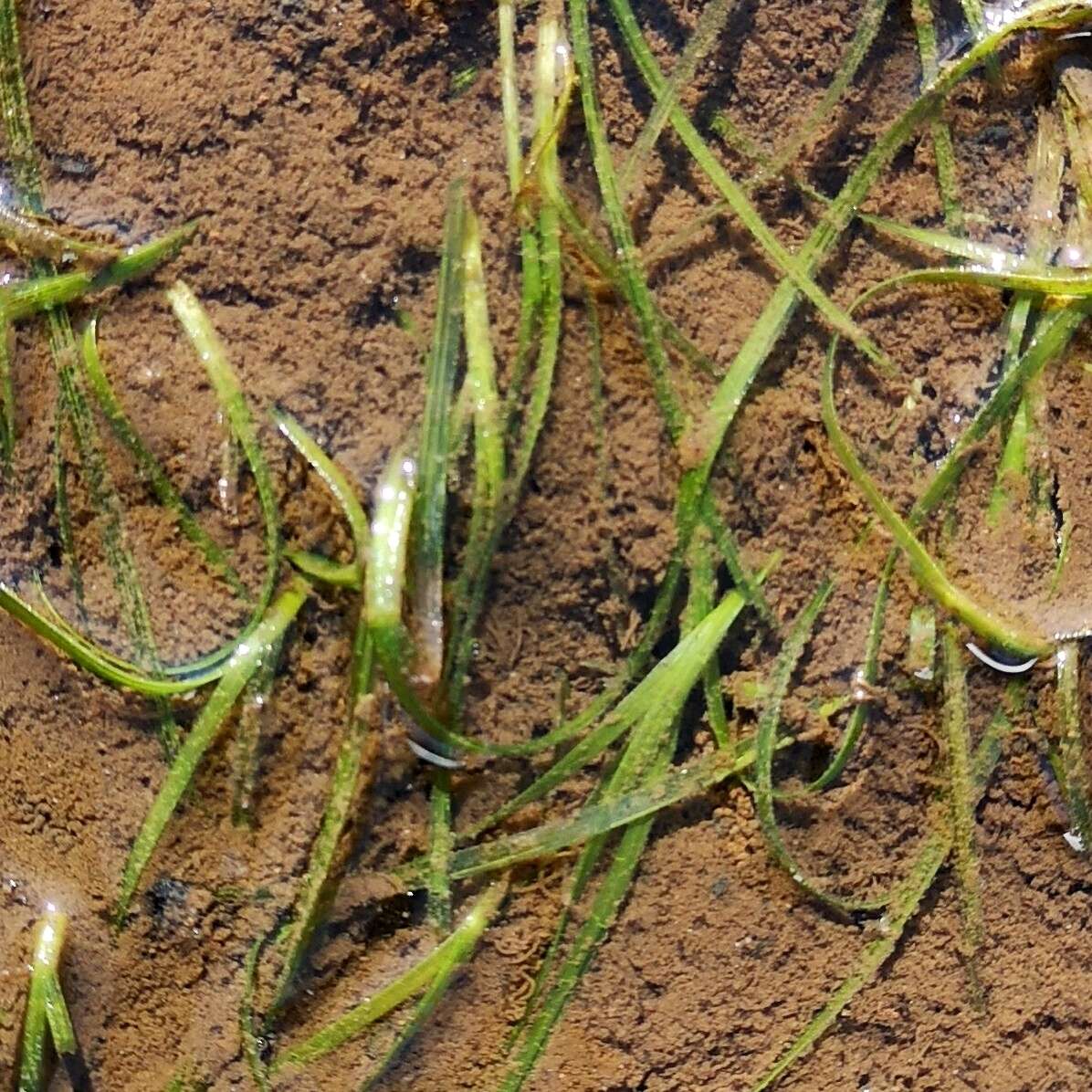 Zostera japonica Asch. & Graebn.的圖片