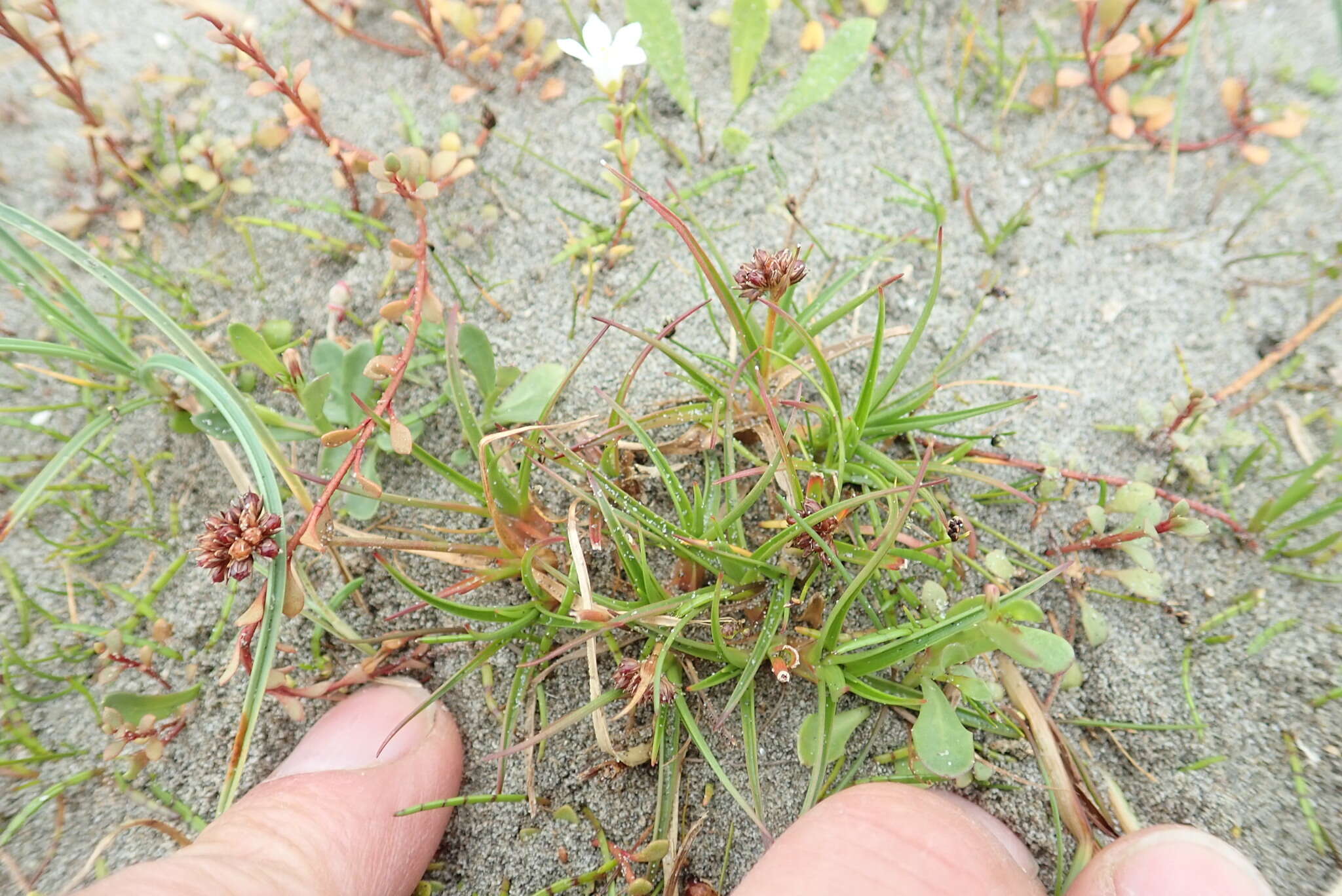 Imagem de Juncus caespiticius E. Mey.