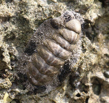 Image of West Indian fuzzy chiton