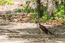 Image of Collared Forest Falcon