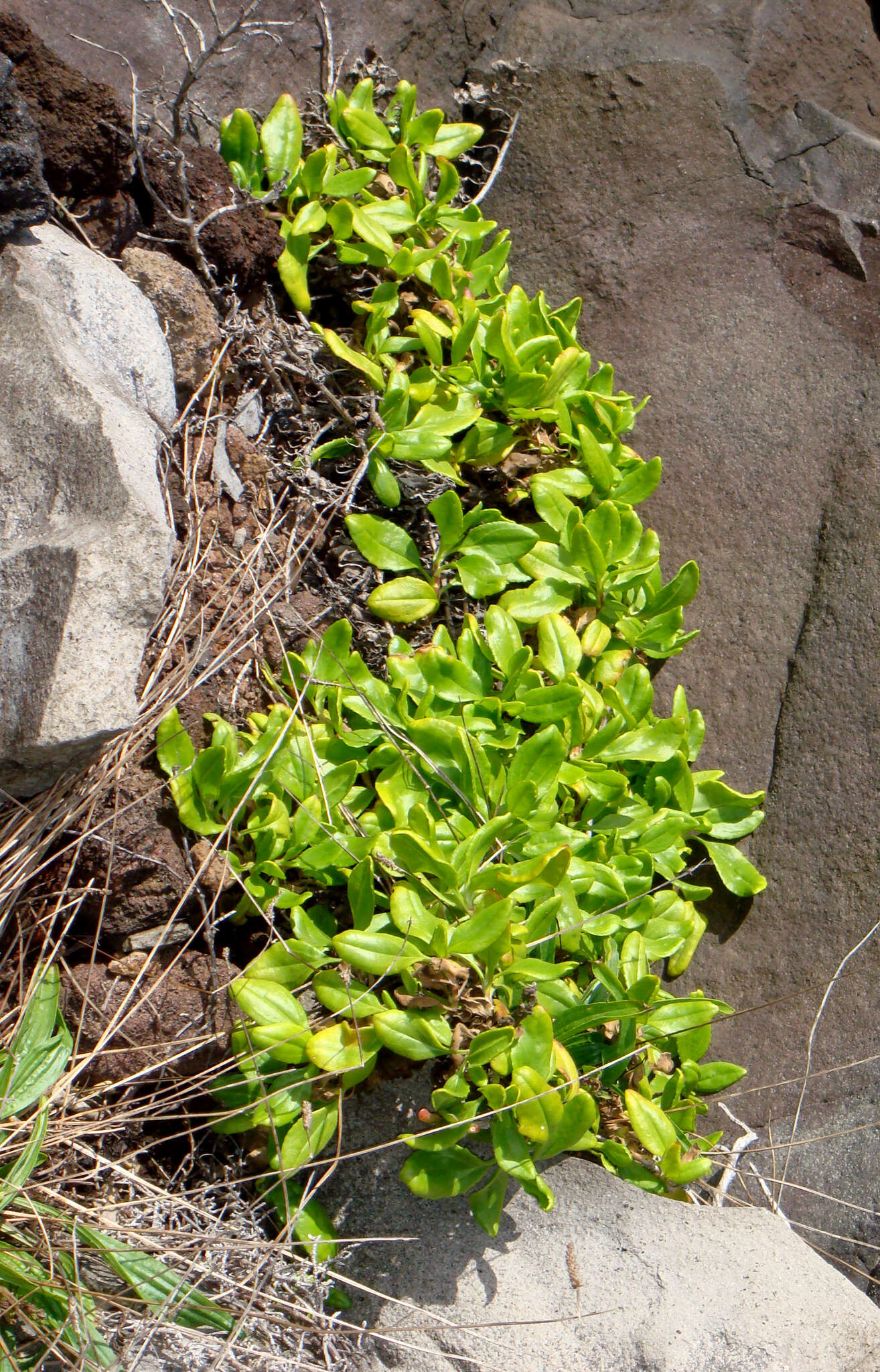 Image of Scaevola gracilis Hook. fil.