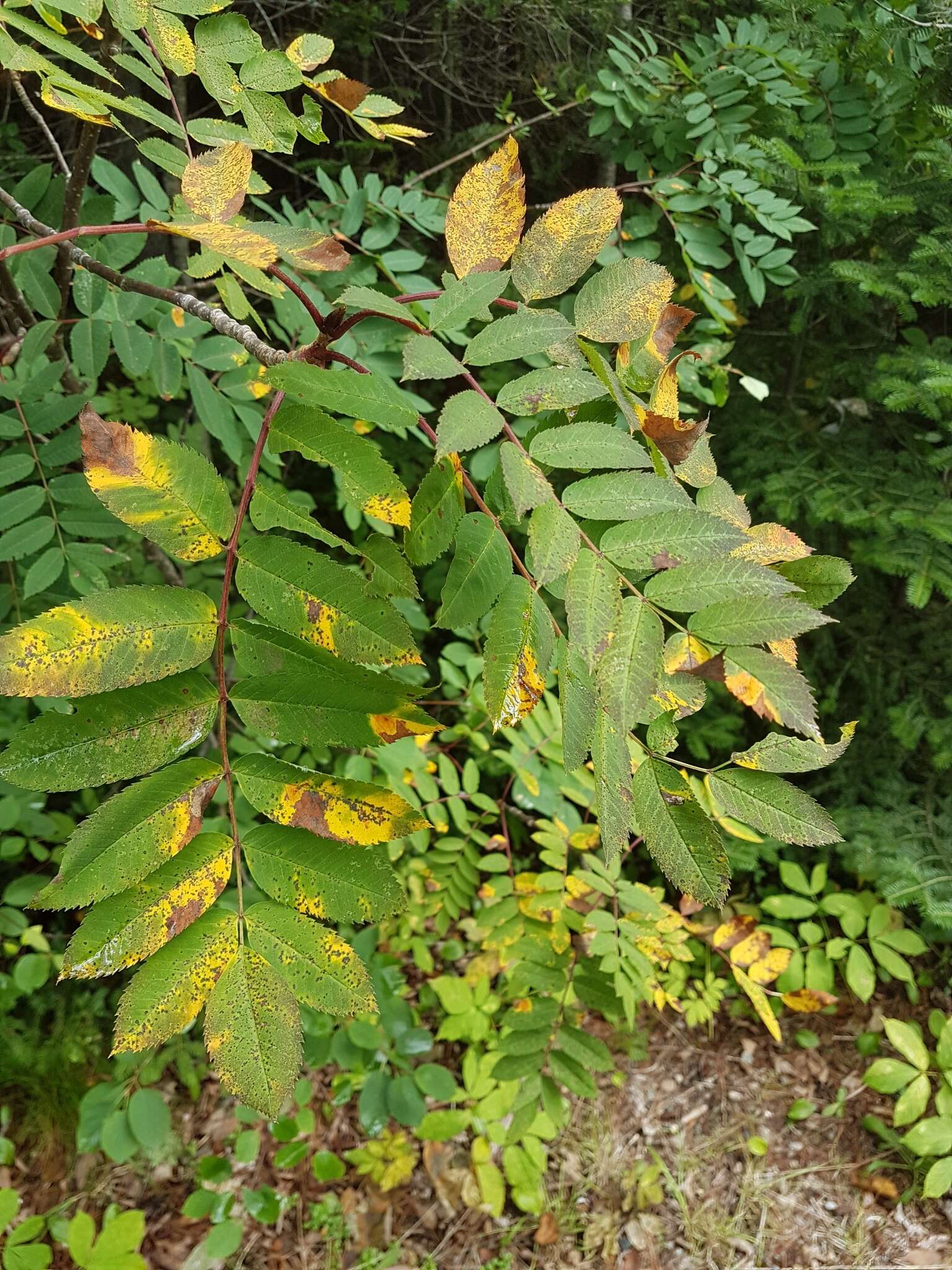 Image de Sorbus decora (Sarg.) Schneid.