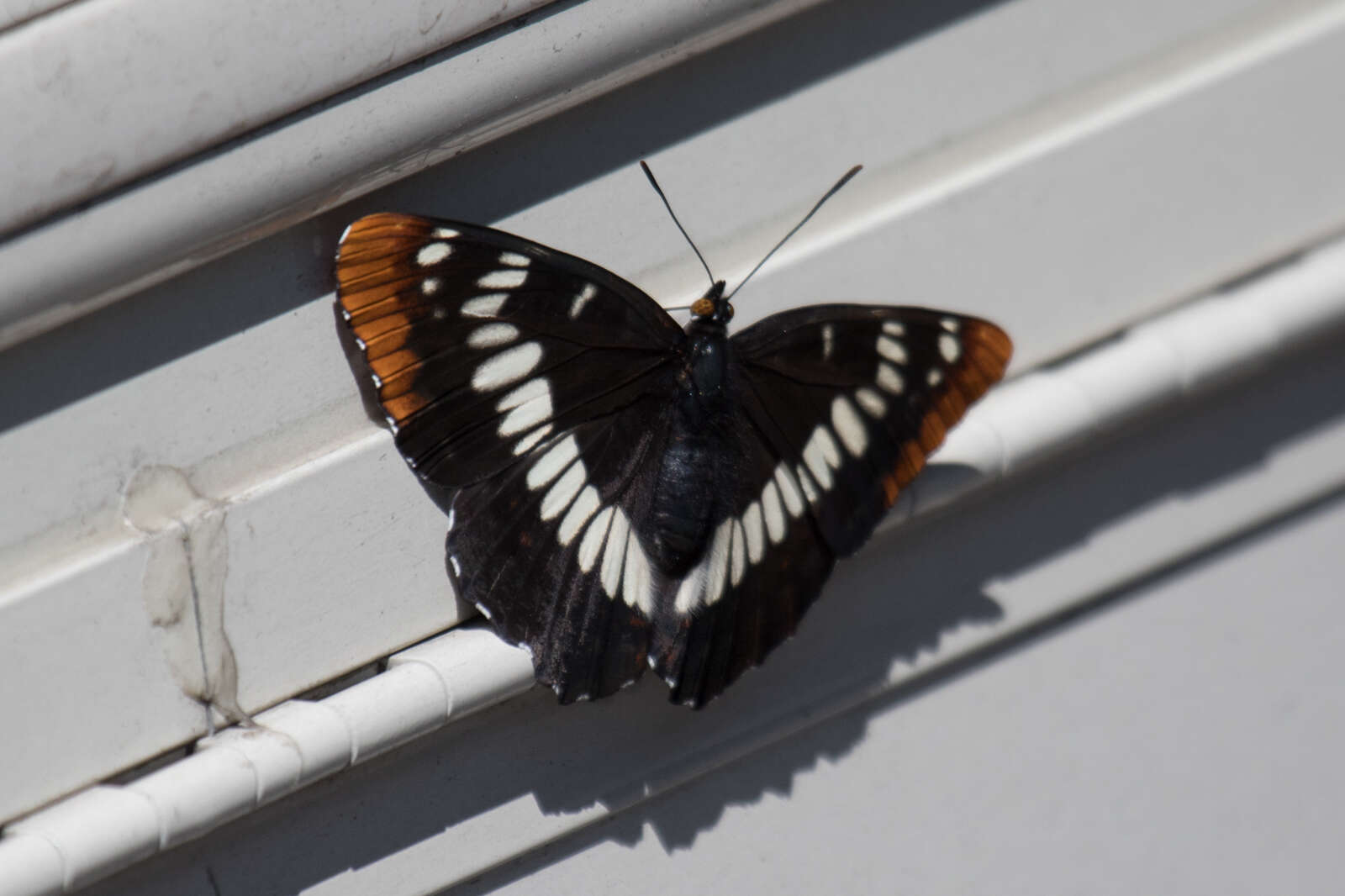 Image of Limenitis lorquini burrisoni Maynard 1891