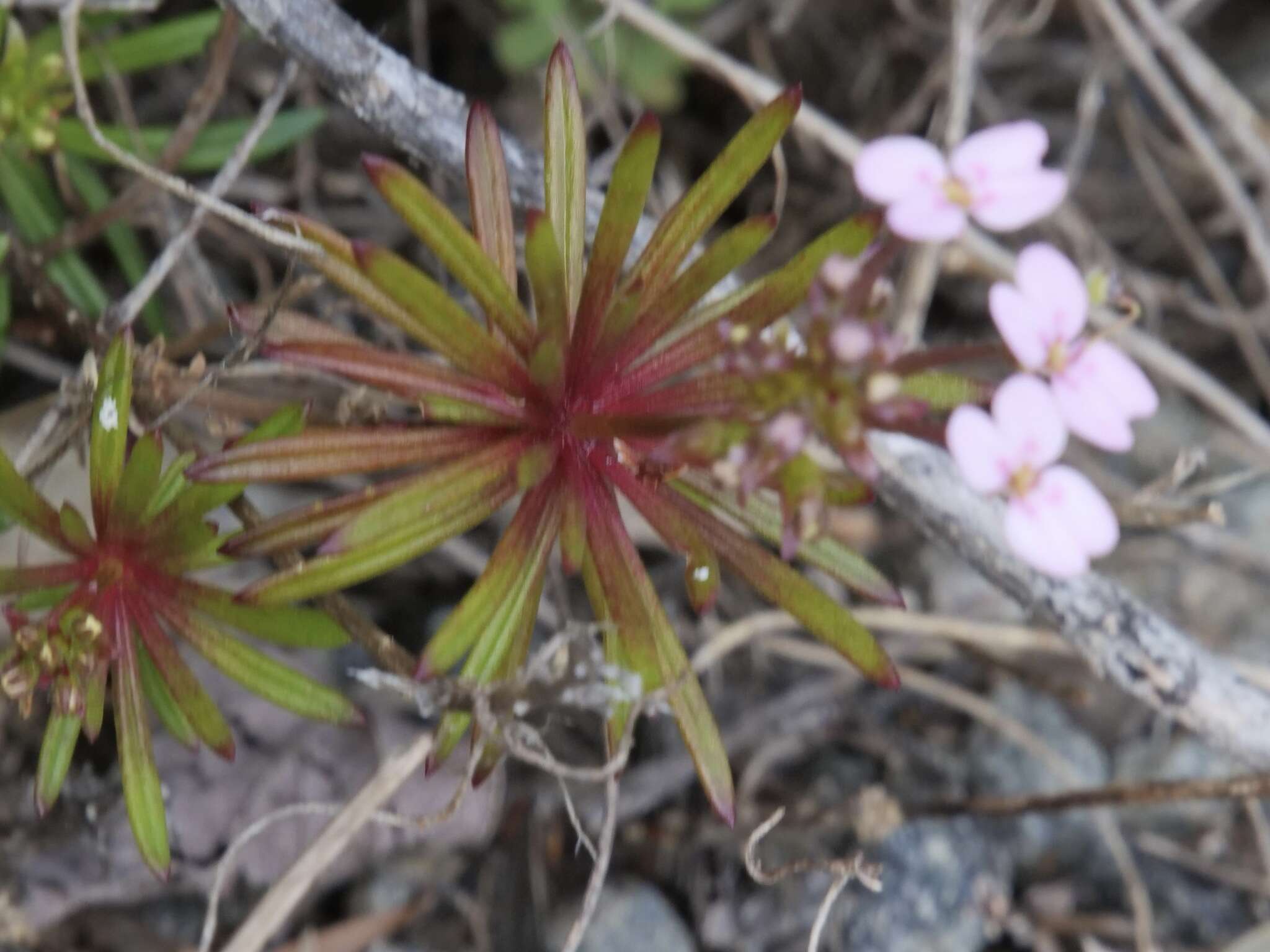 Image of Stylidium fasciculatum R. Br.