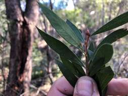 صورة Callistemon flavovirens (Cheel) Cheel