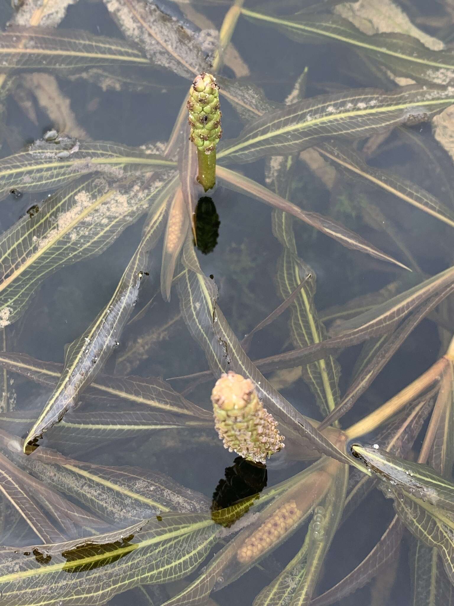 Image of Potamogeton schweinfurthii A. Benn.