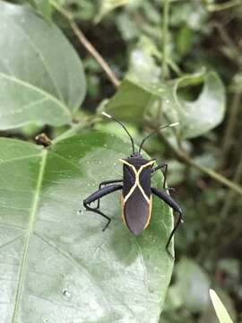 صورة Leptoscelis conspicuus Brailovsky & Barrera 2012