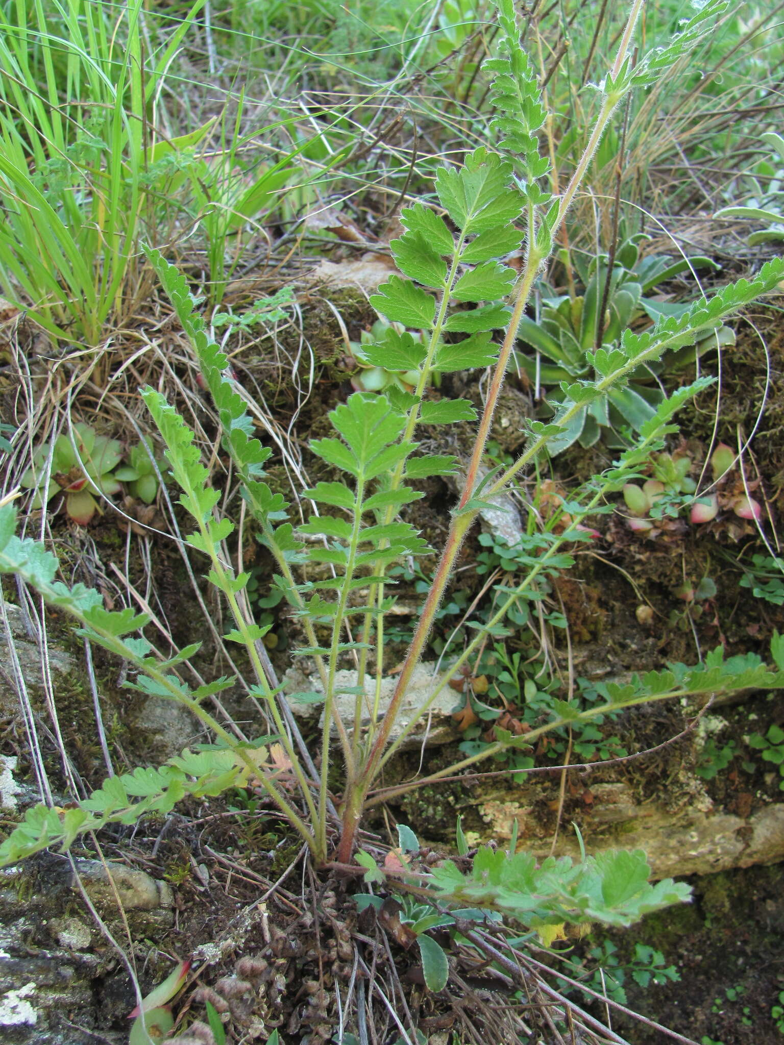 Image de Potentilla pimpinelloides L.