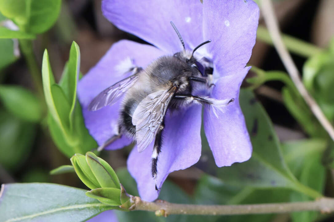 Image of Anthophora pacifica Cresson 1879