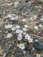 Image of Great Basin langloisia