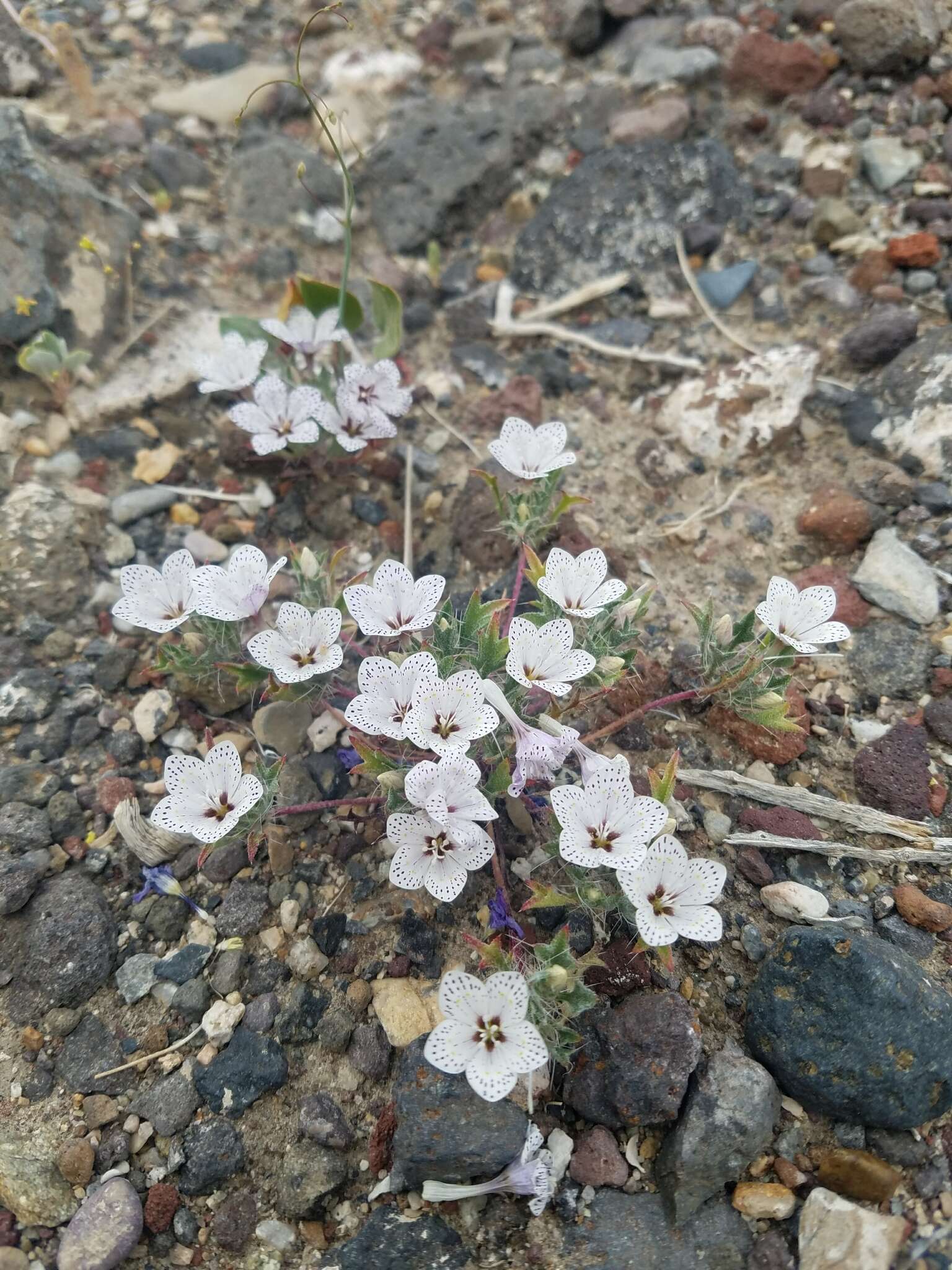 Image of Great Basin langloisia